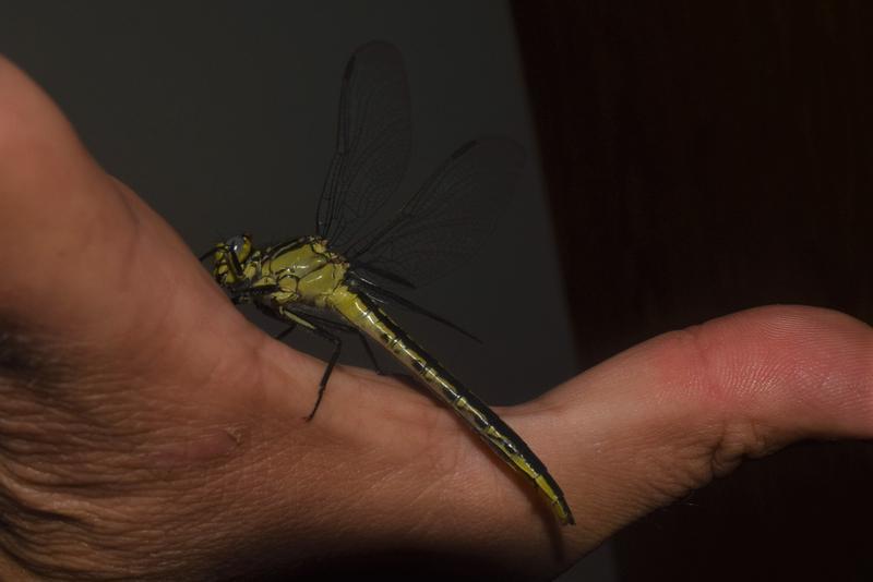 Photo of Horned Clubtail