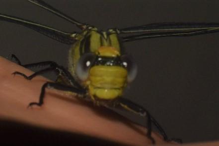 Photo of Horned Clubtail