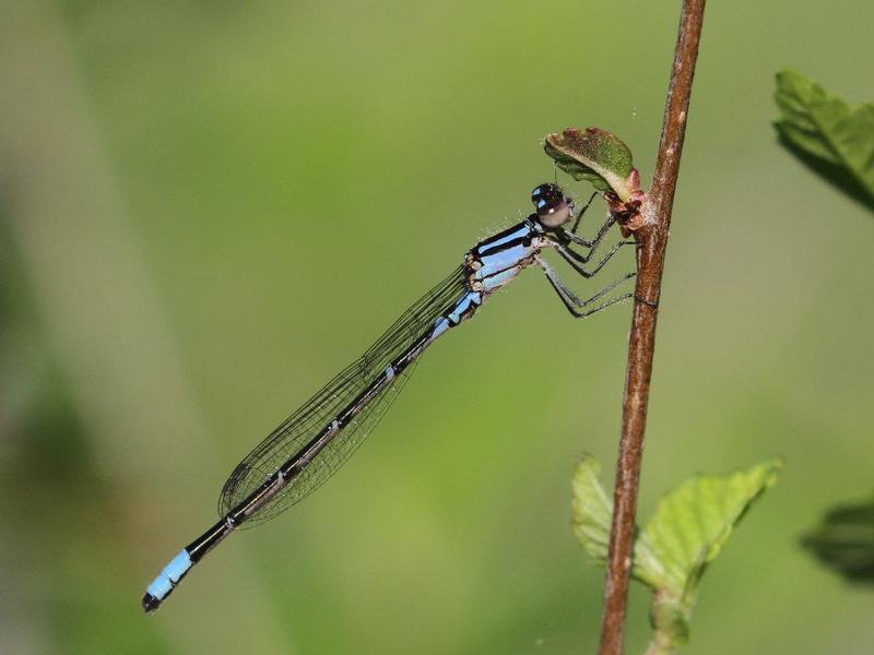 Photo of Skimming Bluet