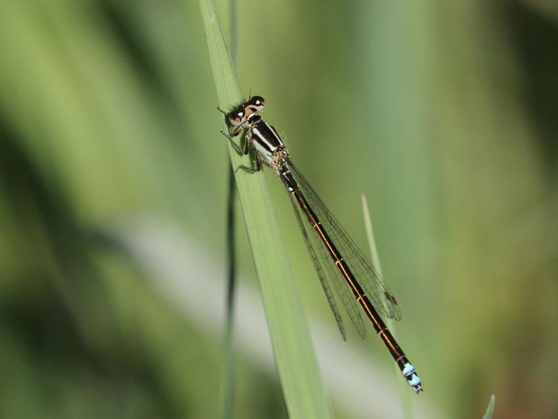 Photo of Eastern Forktail