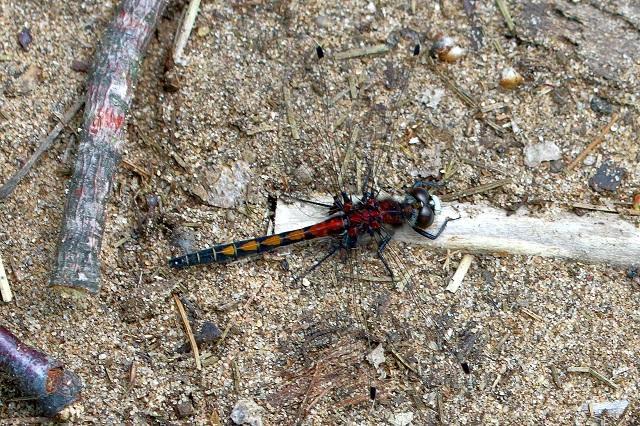 Photo of Hudsonian Whiteface