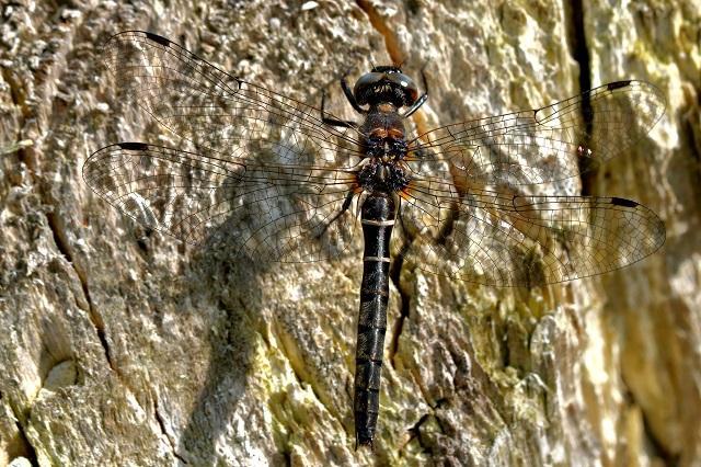 Photo of Ebony Boghaunter