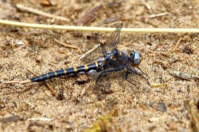 Photo of Ringed Boghaunter