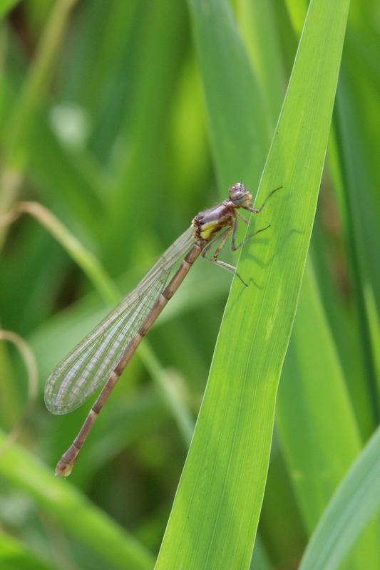 Photo of Aurora Damsel