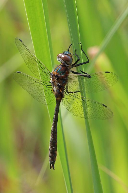 Photo of American Emerald