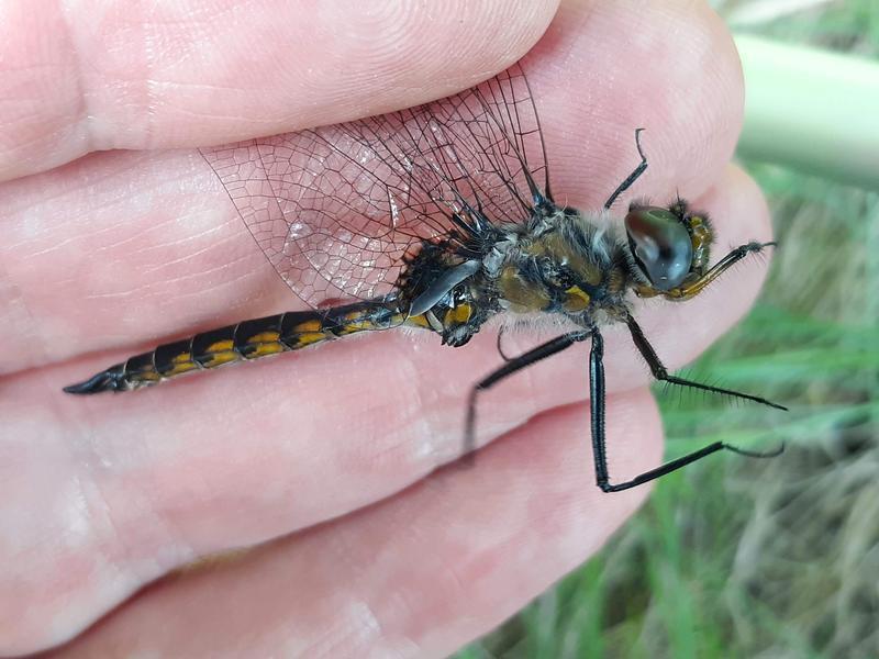 Photo of Spiny Baskettail