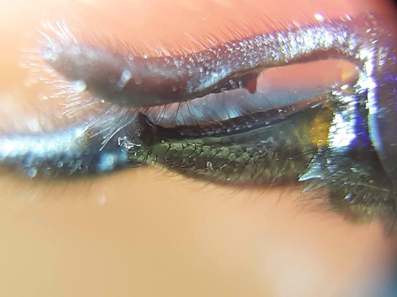 Photo of Spiny Baskettail