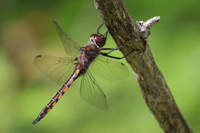 Photo of Spiny Baskettail