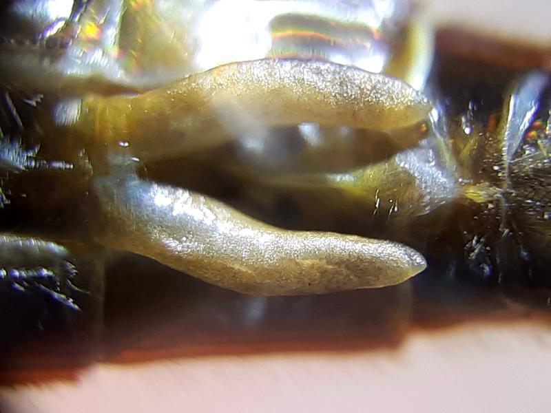 Photo of Spiny Baskettail