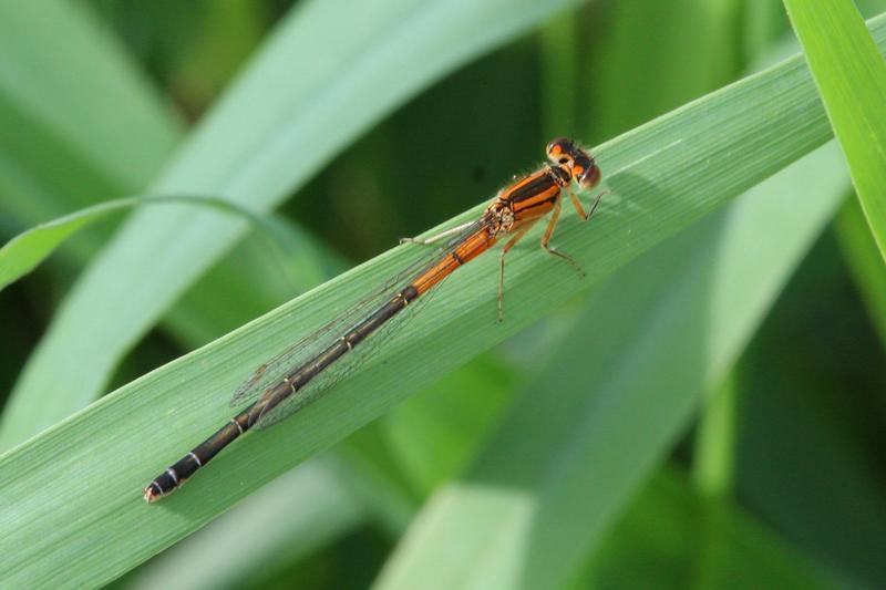 Photo of Eastern Forktail