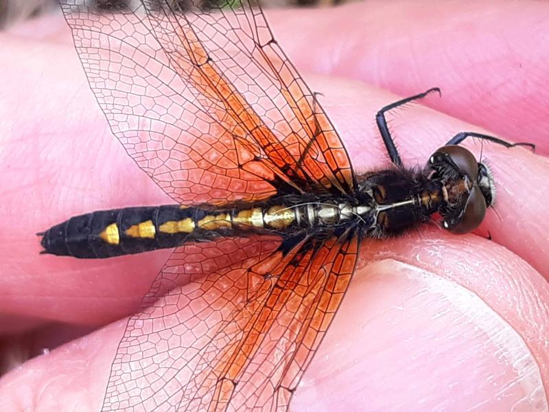 Photo of Dot-tailed Whiteface