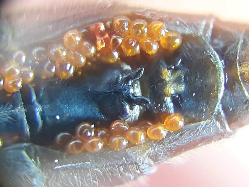 Photo of Dot-tailed Whiteface