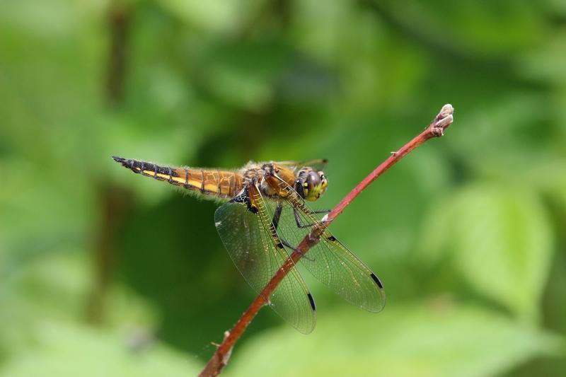 Photo of Four-spotted Skimmer