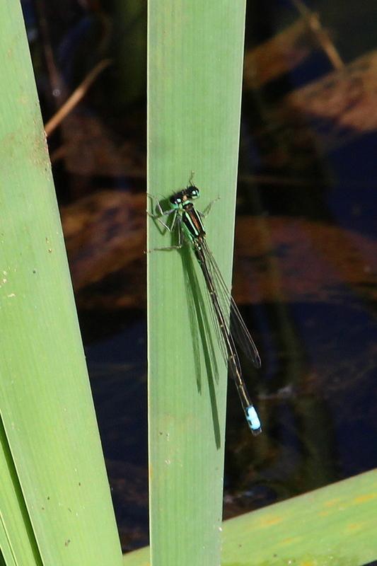 Photo of Eastern Forktail
