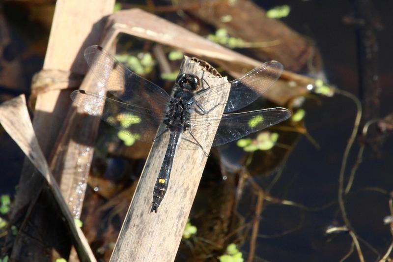 Photo of Dot-tailed Whiteface