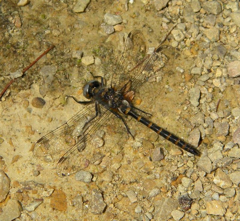 Photo of Ringed Boghaunter