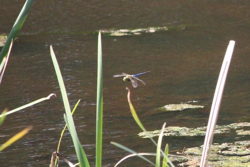 Photo of Common Green Darner