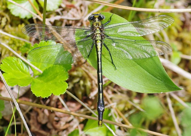 Photo of Lilypad Clubtail