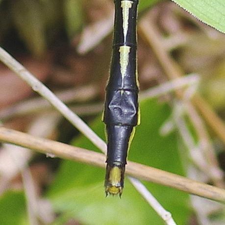 Photo of Lilypad Clubtail