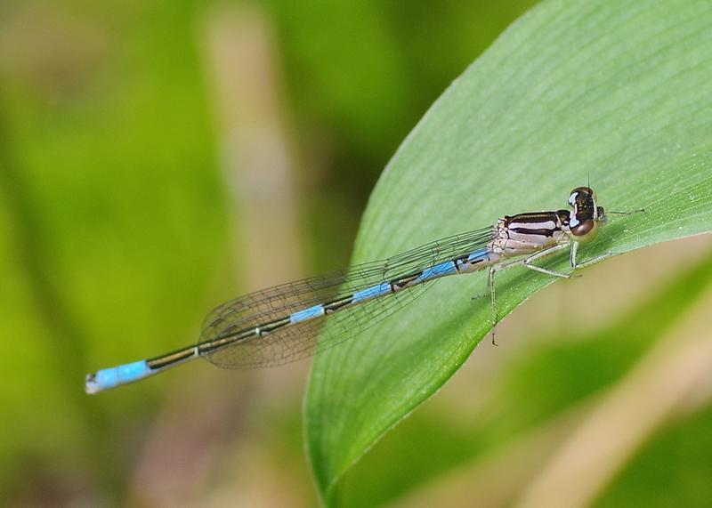 Photo of Taiga Bluet