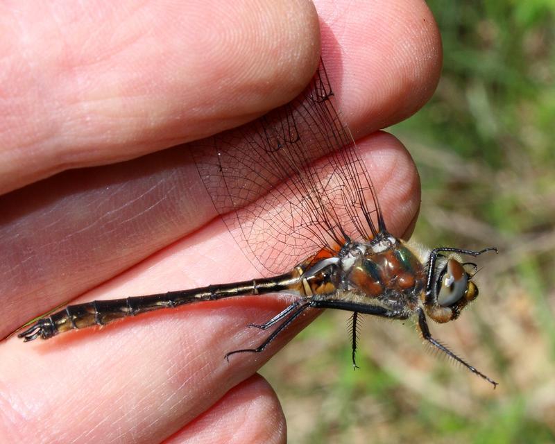 Photo of American Emerald