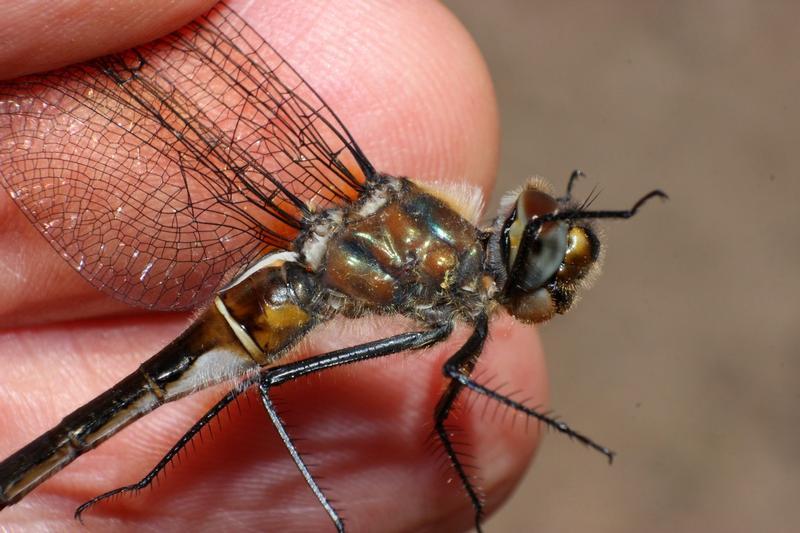 Photo of American Emerald