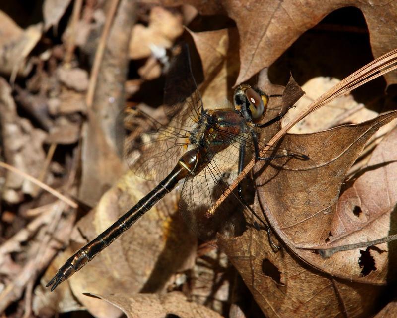 Photo of American Emerald