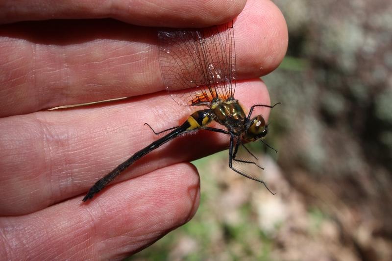 Photo of Racket-tailed Emerald