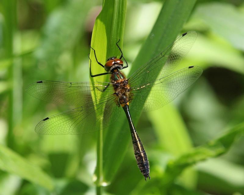 Photo of Racket-tailed Emerald