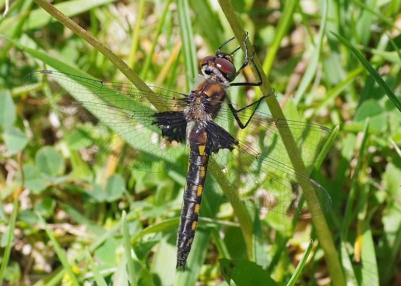 Photo of Common Baskettail