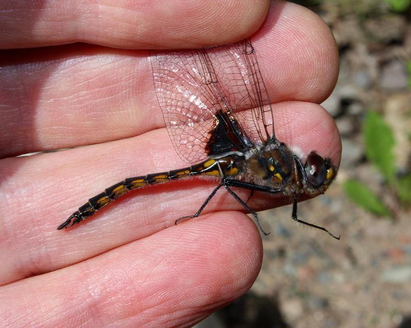 Photo of Common Baskettail