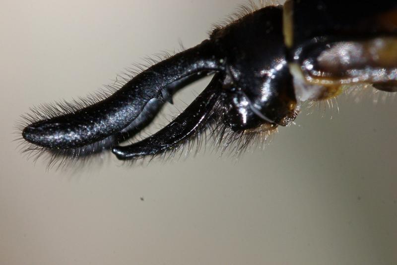 Photo of Spiny Baskettail