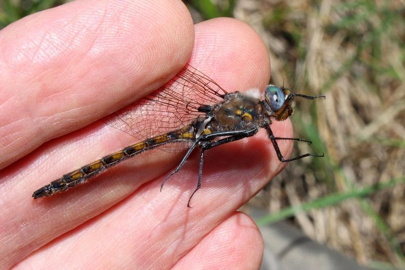 Photo of Beaverpond Baskettail