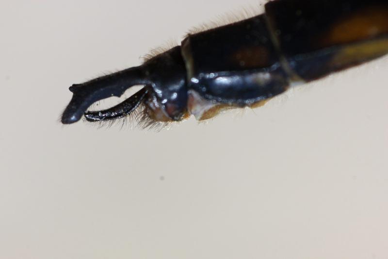 Photo of Beaverpond Baskettail
