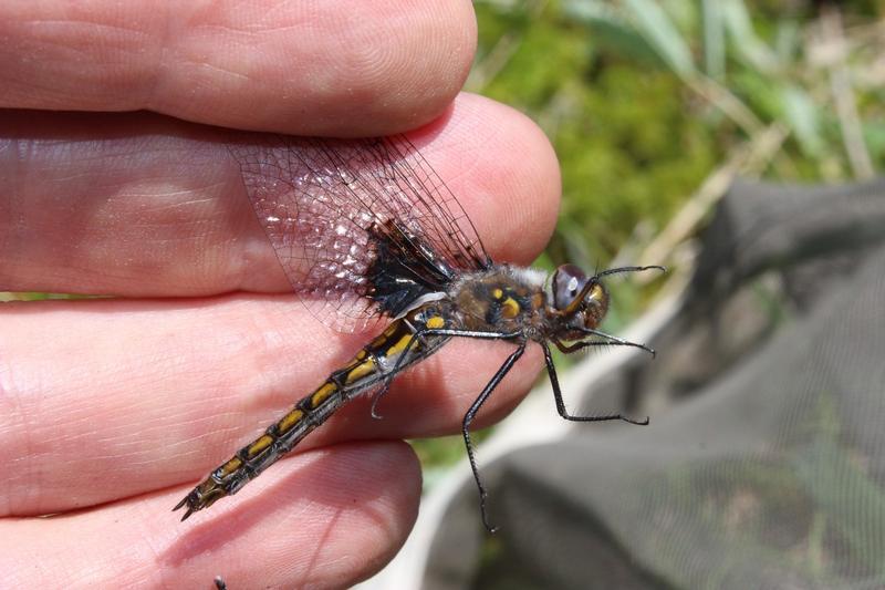 Photo of Common Baskettail