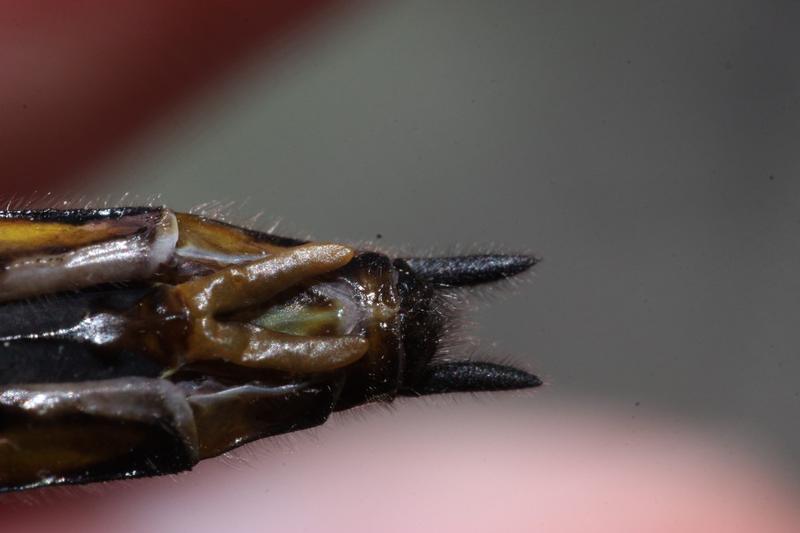 Photo of Common Baskettail