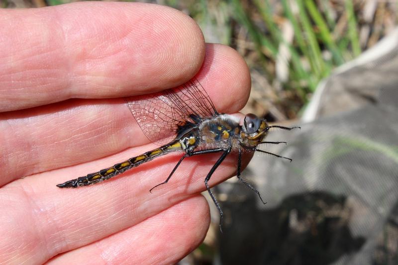 Photo of Spiny Baskettail