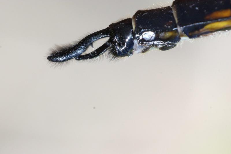 Photo of Spiny Baskettail