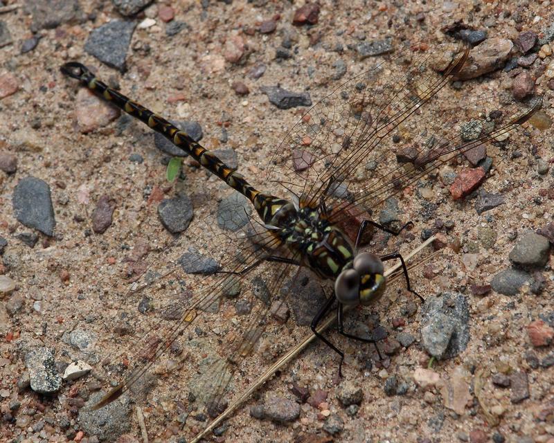 Photo of Harlequin Darner