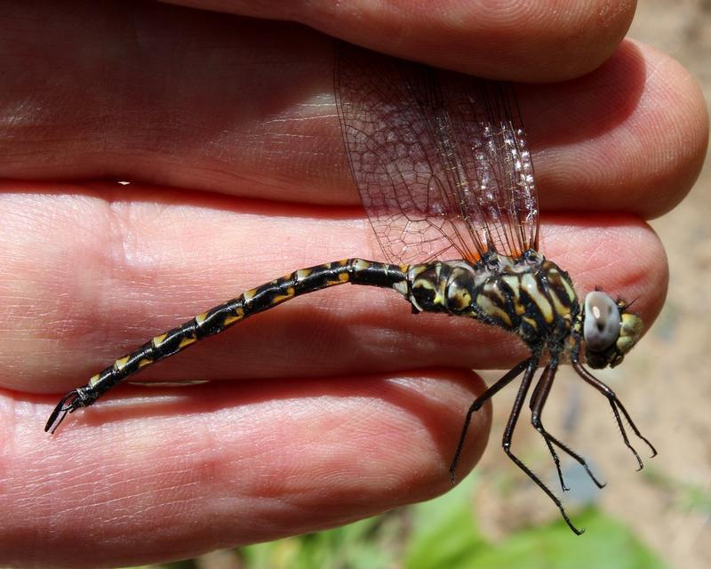 Photo of Harlequin Darner