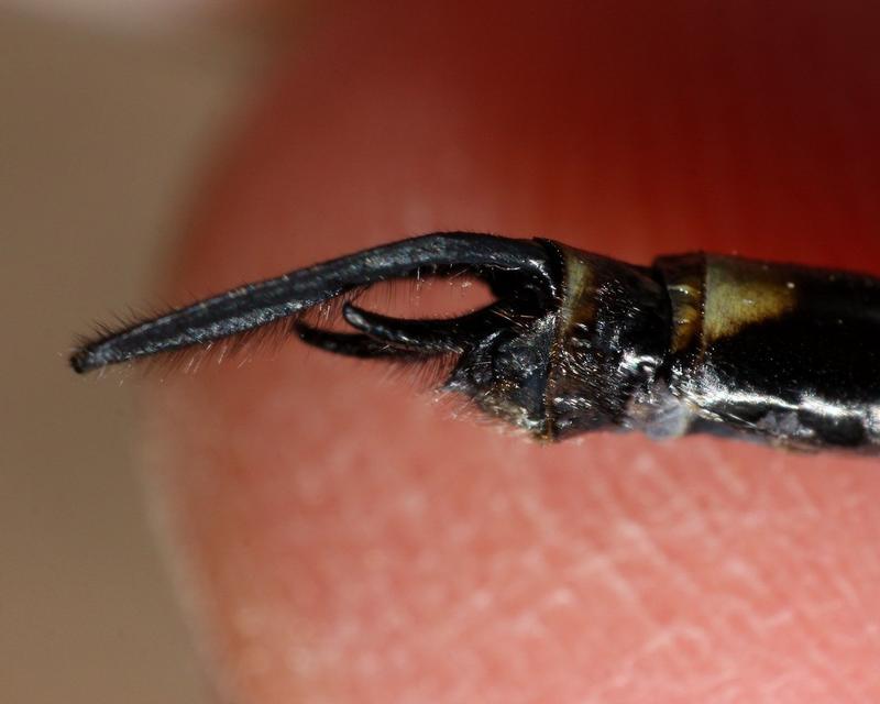 Photo of Harlequin Darner