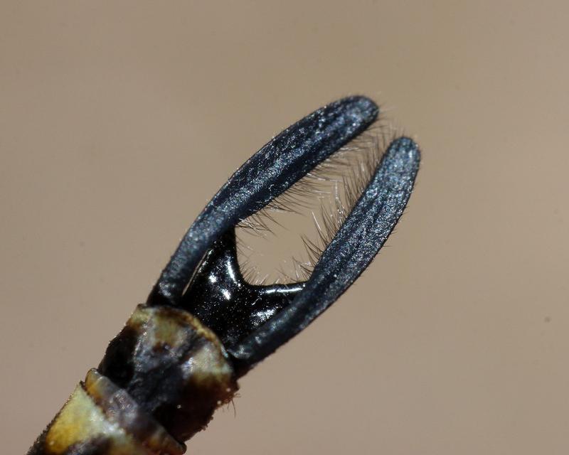 Photo of Harlequin Darner