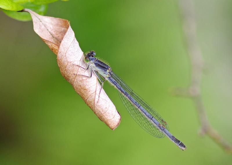 Photo of Eastern Forktail