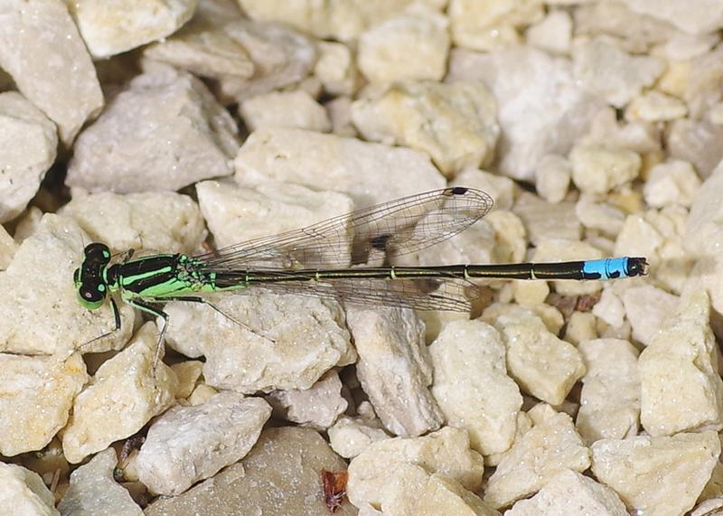 Photo of Eastern Forktail