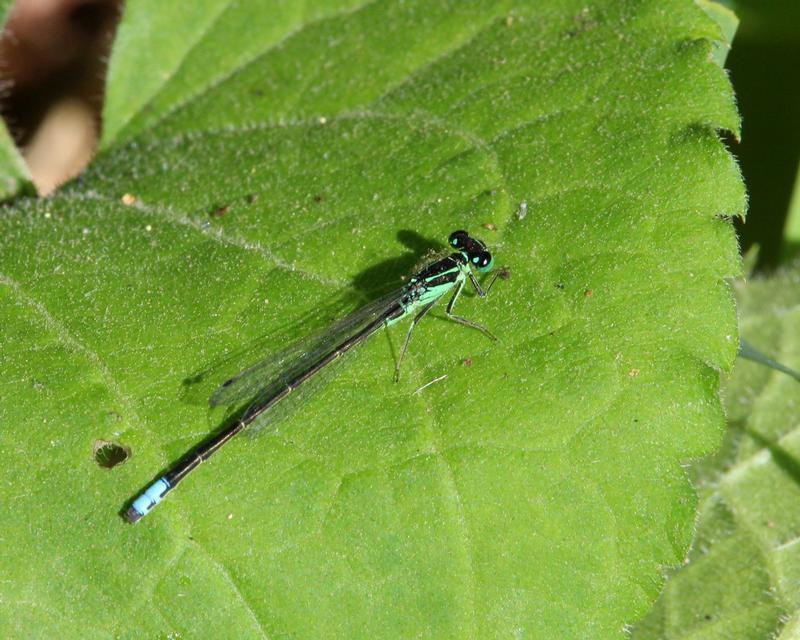 Photo of Eastern Forktail