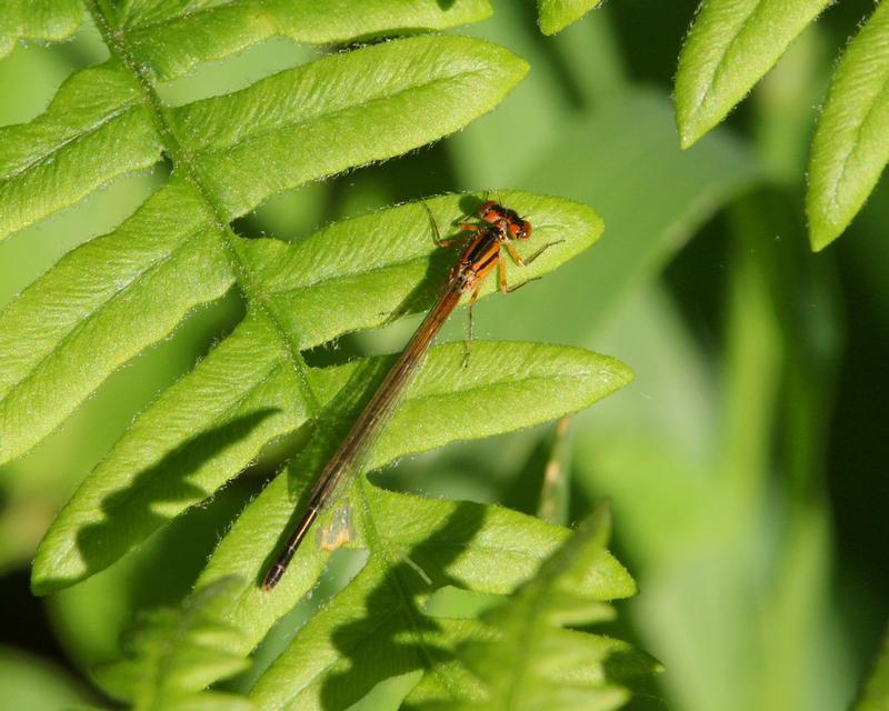 Photo of Eastern Forktail
