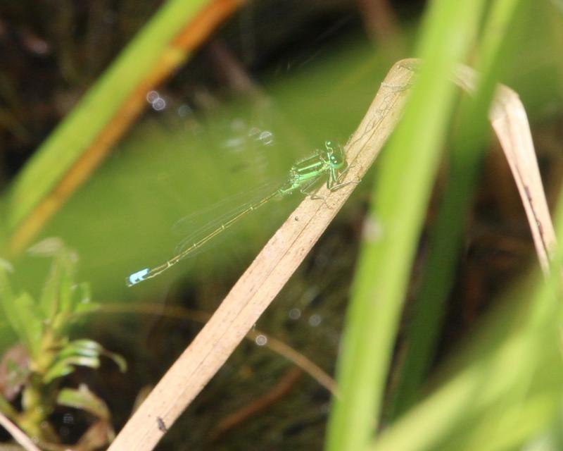 Photo of Eastern Forktail