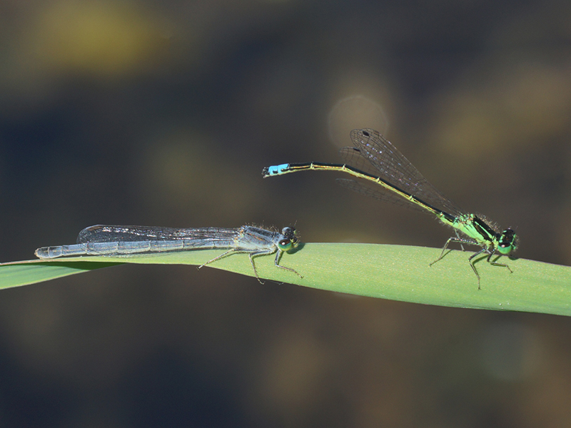 Photo of Eastern Forktail