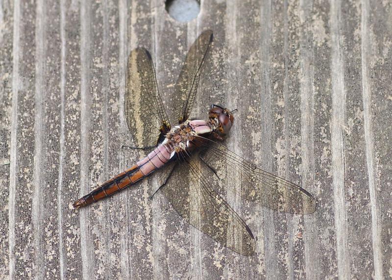 Photo of Chalk-fronted Corporal