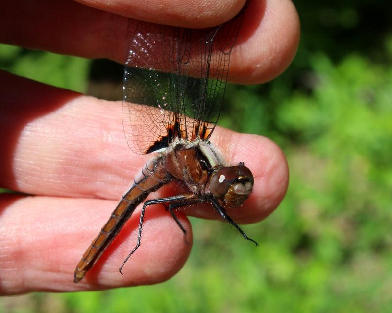 Photo of Chalk-fronted Corporal